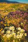 USA, California, Anza Borrego Desert State Park. Blooming desert flowers. Art Print